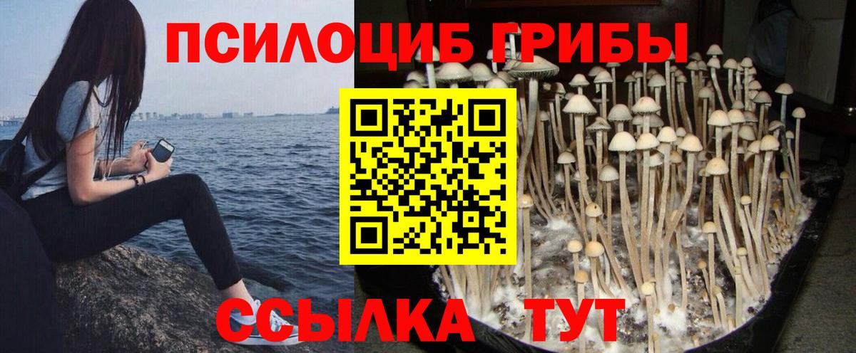 где найти   Вход с VPN  Унеча  Псилоцибиновые грибы прущие грибы  Псилоцибиновые грибы Magic Shrooms 